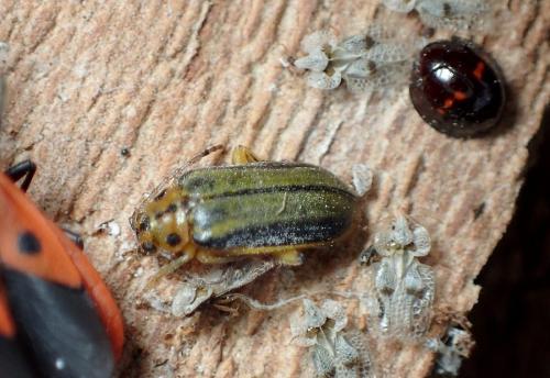 Réf. 222 571 : Xanthogaleruca luteola
